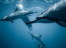 中国女篮轻装上阵